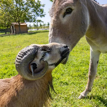 Le Domaine De La Haye - Saint-Christophe-du-Bois